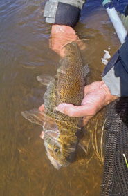 NM Rainbow Trout