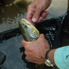 Un-hooking a Wild Brown Trout - Rio Grande, NM