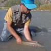 Letting a Brown Trout Go - Northern New Mexico River