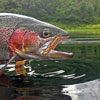 Pecos River Fly Fishing Fun - Trout are slippery!