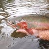 New Mexico Cuttbow Trout