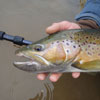 January Fly Fishing on the Chama River, New Mexico