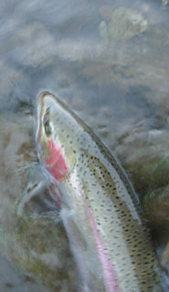 Big Trout in NM