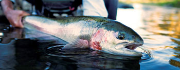 Big Trout In New Mexico