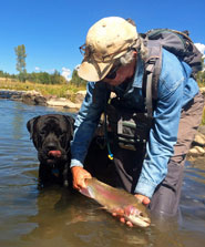 Fly Fishing Dog