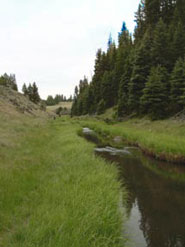 Valles Caldera Late Afternoon