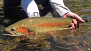 BEAUTIFUL RAINBOW TROUT