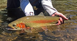 NM Trout Fishing