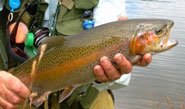 Chunky Rainbow