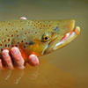 Big Bad Boy Ready for the Girls - Fall Brown Trout Fishing in New Mexico