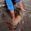 Taking an Impressive Rainbow Trout Out of the Net