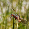 Adult Stonefly - The Middle of June and the Hatch is On!